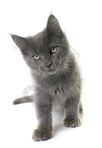 小猫工作室动物蓝色猫科宠物灰色图片