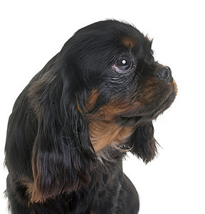 小狗骑兵王查尔斯骑士棕色黑色工作室动物宠物猎犬图片
