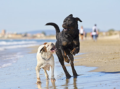 沙滩上的斗狗海滩白色纳犬动物凉亭社交性黑色牙齿斗争图片