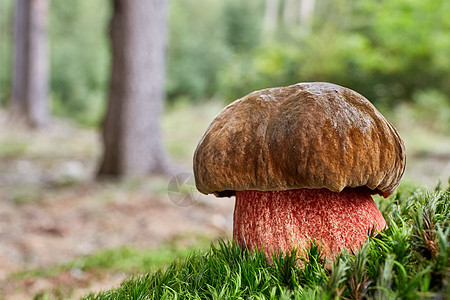 Neoboletus 自然环境中的液态蔬菜照片植物群宏观森林食物苔藓季节生长荒野图片