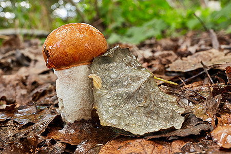 天然环境中的铀浓缩液森林桔皮食物橙子蘑菇叶子植物刀疤烹饪红帽图片