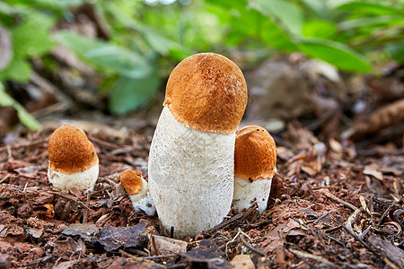 天然环境中的铀浓缩液红帽食物桔皮刀疤烹饪蘑菇橙子荒野季节美食图片