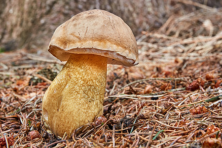 Tylipilus在自然环境中坠落照片胆囊食物宏观木头男人季节植物植物学菌类图片