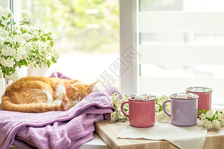 窗台上的珍珠猫 热可可杯棉花花朵紫色杯子动物宠物勺子猫咪毯子树叶图片