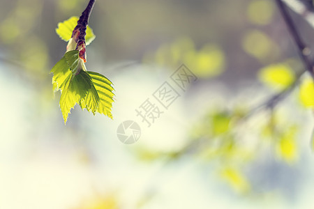 带小叶子的伯奇树枝生活晴天植物光束植物群天空树叶木头枝条太阳图片