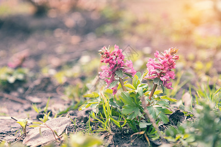 野生紫绿花开花的交织物宏观花园森林紫色花瓣阳光蓝色背景草地海鞘图片