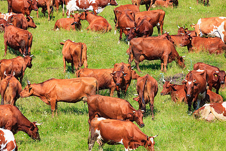 牧草上的奶牛群牧场草地动物奶制品牛肉家畜国家场景农业农田图片