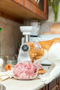 红猫和白猫吃一块肉桌子乐趣玻璃猪肉宠物猫科动物牛肉红色调子哺乳动物图片