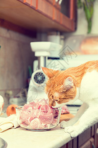 红猫和白猫吃一块肉爪子宠物猪肉猫科动物牛肉桌子哺乳动物调子白色厨房图片