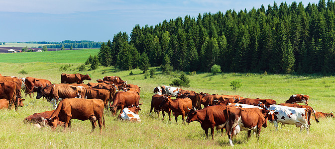 牧草上的奶牛群场地农田农村家畜小牛牧场农场草地哺乳动物天空图片