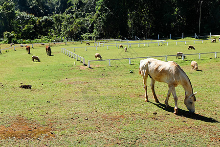 放牧马匹部位摄影农业家畜草地文化哺乳动物田园动物食物图片
