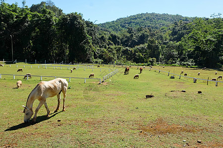 放牧马匹牧场文化部位农业草地山羊美化羊毛田园母羊图片