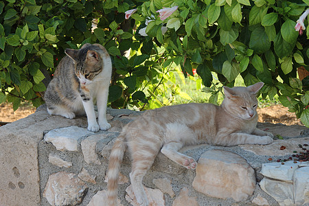 两只猫在石墙上 绿色树叶和花朵的背景动物公园长椅橙子睡眠宠物眼睛哺乳动物地标毛皮图片