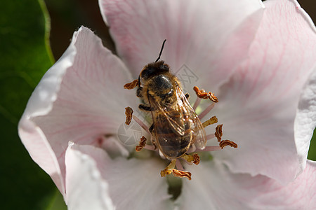 蜜蜂收集芳香蜂蜜荒野昆虫花瓣植物蓝色飞行植物群翅膀花粉图片