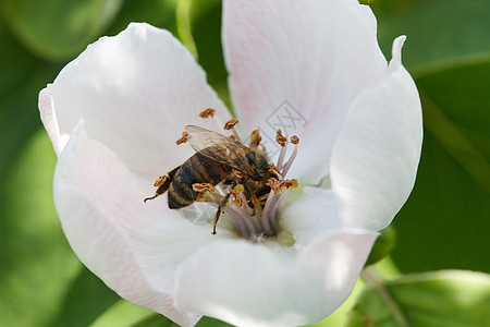 蜜蜂收集芳香昆虫蓝色宏观植物荒野飞行植物群蜂蜜野生动物工人图片