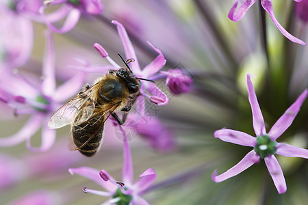 蜜蜂收集芳香花粉花瓣夹克蜂蜜野生动物飞行昆虫植物学工人翅膀图片