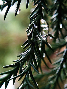 松树叶是湿的 雨滴针叶森林植物群季节叶子松树花园绿色植物水滴图片