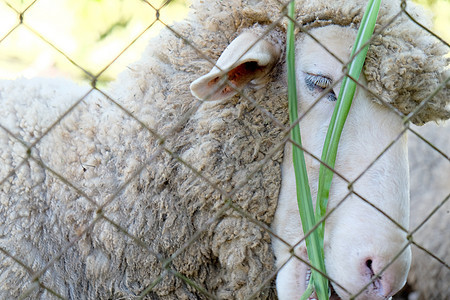 牧羊放牧田园食物家畜文化草地母羊摄影牧场风光部位图片