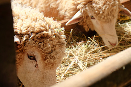 牧羊放牧哺乳动物山羊身体牧羊人动物食物草地田园农场绿色图片