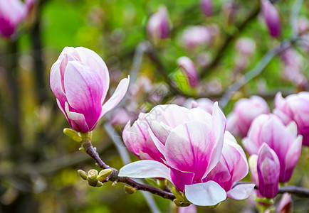 春天的花朵盛开花瓣植物学晴天植物群植物叶子生活公园季节紫色图片