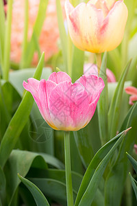 美丽的郁金香花束 多彩的郁金香公园太阳场地花园季节草地阳光射线花瓣野花图片