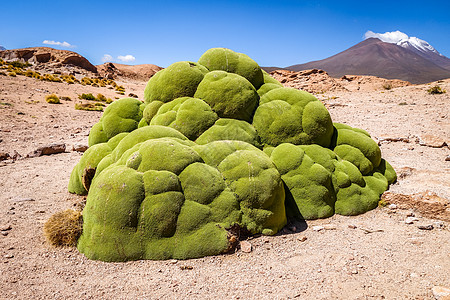 岩石上覆满了玻利维亚山嘴唇上的苔晴天沙漠风景天空地标保护荒野太阳高原旅游图片