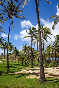 东岛Anakena海滩棕榈树照片海岸情调旅游石像棕榈海洋旅行地标森林图片