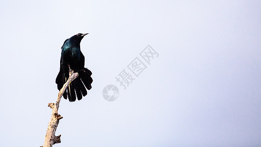 常见的Grackle鸟羽毛斑鱼鸟类彩虹荒野黄疸雀斑动物野生动物背景图片