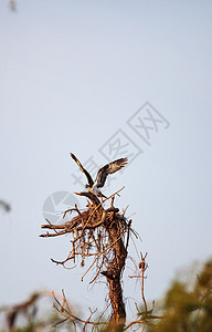 奥斯佩鸟建造其巢穴水禽大虾野生动物鱼鹰图片