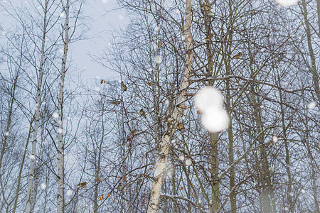 鸟和雪木头浆果鸟类野生动物花园树木画眉蓝色红胸山雀图片