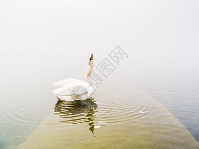 湖中天鹅 马吉奥雷湖 意大利伊斯普拉 瓦雷斯 伦巴迪场景羽毛荒野野生动物白色池塘蓝色天空太阳反射图片
