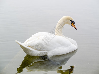 湖中天鹅 马吉奥雷湖 意大利伊斯普拉 瓦雷斯 伦巴迪羽毛天空野生动物白色池塘荒野蓝色天鹅场景反射图片