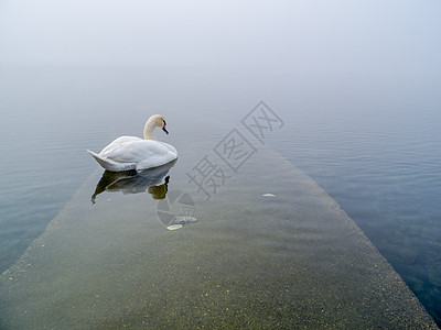 湖中天鹅 马吉奥雷湖 意大利伊斯普拉 瓦雷斯 伦巴迪蓝色白色场景天鹅荒野野生动物太阳天空羽毛池塘图片