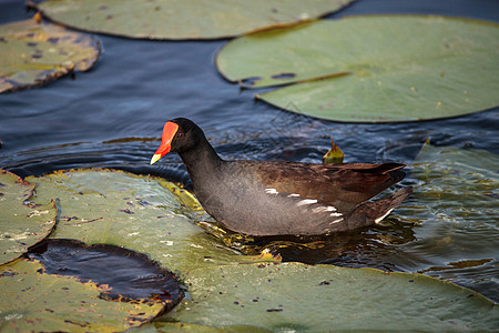 普通摩尔鸟类 Gallinula 氯盾牌湿地野生动物母鸡池塘水禽饲料红色海岸野鸟图片