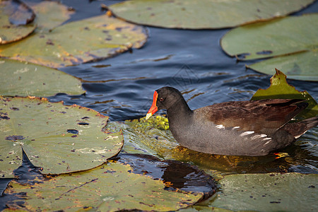 普通摩尔鸟类 Gallinula 氯沼泽饲料海岸野生动物湿地盾牌红色水鸡野鸟海湾图片