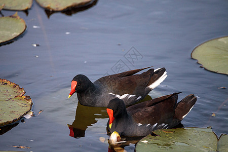 普通摩尔鸟类 Gallinula 氯野生动物水禽池塘海湾红色野鸟水鸡沼泽饲料海岸图片