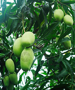 芒果树食物种植园健康绿色花园阳光生产水果收成叶子图片