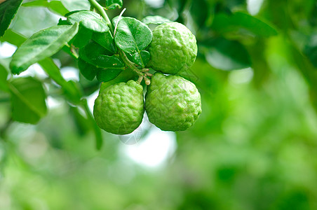 树水果叶子美食草本植物热带绿色烹饪食物柠檬柑桔图片