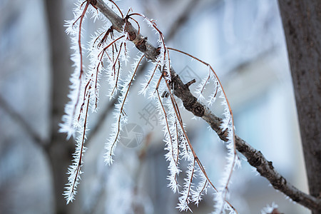 冰霜冬冬枝详细介绍白雪覆盖的特写图片