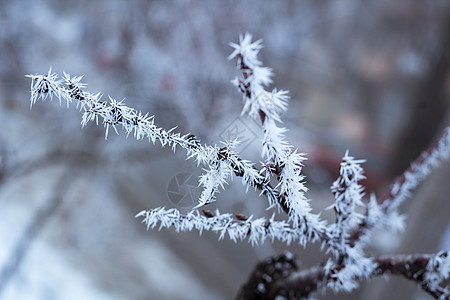 霜冻冬树详细细节 上面贴着白雪图片