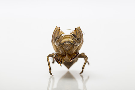 Cicada 干贝壳图片