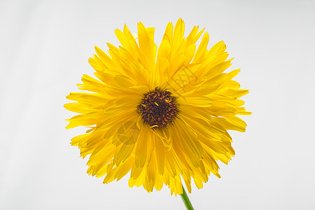 孤立的黄菊花季节性植物学宏观季节黄色植物植物群礼物花园白色图片