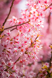 泰国清迈的樱花花花朵开花花瓣蓝色土井寺庙天空季节公园樱花蜡质红斑图片