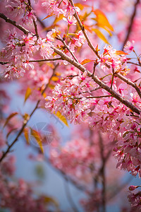 泰国清迈的樱花花花朵开花木头植物旅行场景花园樱花蓝色传奇天空季节图片