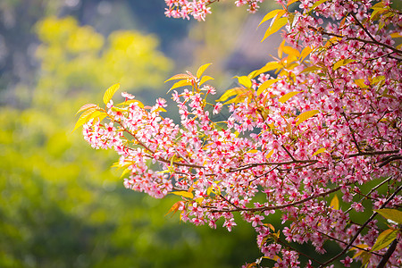 泰国清迈的樱花花花朵开花旅行蓝色痤疮天空植物花园樱花传奇场景木头图片