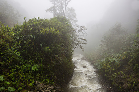 福吉丛林森林生态旅游远足下雨海拔旅行叶子薄雾旅游荒野图片