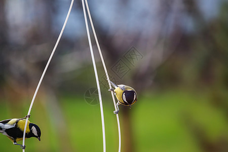 轮胎荒野环境山雀花园白色生活鸟类黄色黑色羽毛图片