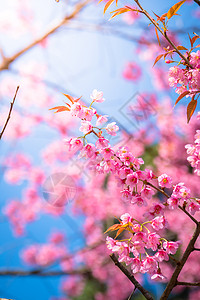 泰国清迈的樱花花花朵开花土井红斑旅行木头天空季节蜡质蓝色场景寺庙图片