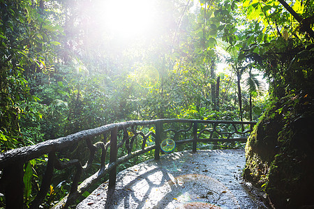 哥斯达黎加的丛林情调异国树木叶子国家天篷公园热带荒野生态图片