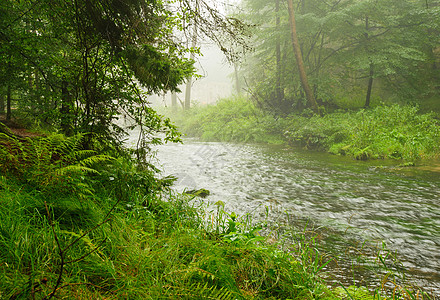 雨水和雾雾中河水叶子热带溪流天气绿色旅行旅游环境丛林木头图片